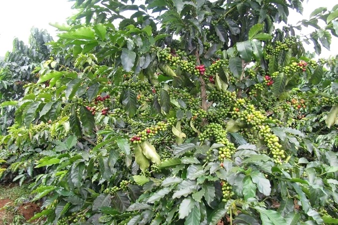 cay-ca-phe-dn-093257_196.jpg Đồng Nai sẽ tái canh 1.600 ha cà phê từ nay đến 2025.
