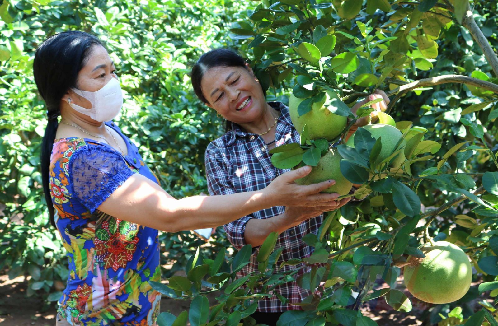 Thái Bình: Trồng thứ cây "quý như vàng" quanh bờ ao, cảnh đẹp như phim, bứt hoa bán đắt như tôm tươi - Ảnh 2. Thái Bình: Trồng thứ cây "quý như vàng" quanh bờ ao, cảnh đẹp như phim, bứt hoa bán đắt như tôm tươi - Ảnh 2.