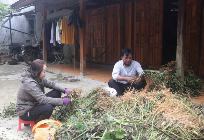 Nhiều hộ gia đình ở xã Thượng Thôn, huyện Hà Quảng thoát nghèo nhờ cây lạc. Ảnh: Phương Oanh.