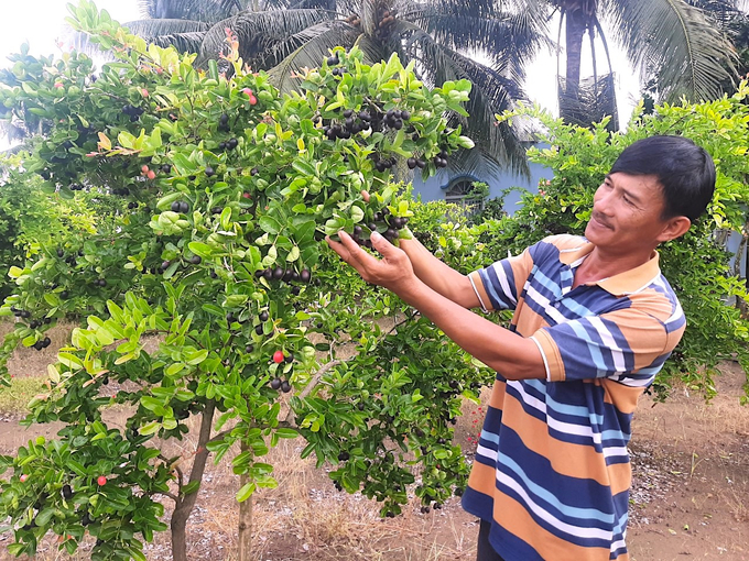 Anh Nguyễn Văn Thông mạnh dạn thử nghiệm và thành công với mô hình trồng cây si rô. Ảnh: Minh Đảm.