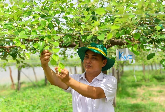 anh-1-bai-3-nha-ho-1504_20220711_288.jpg Các quy trình kỹ thuật, công nghệ mới do Viện Nha Hố nghiên cứu đã giúp nâng cao giá trị cho cây táo. Ảnh: Minh Hậu.