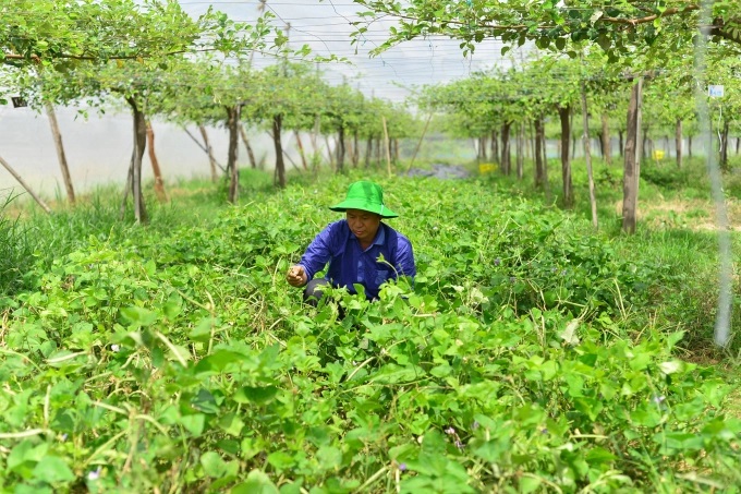 anh-3-bai-3-nha-ho-1504_20220711_5.jpg Tạo thảm thực vật bằng cây đậu đen ở vườn táo. Ảnh: Minh Hậu.