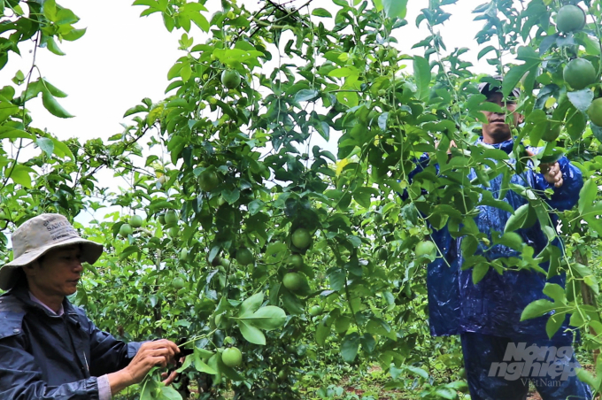 Chanh leo là cây trồng mới ở Quảng Trị nên việc xuất hiện nhiều dịch bệnh gây hại đã ảnh hưởng đến tâm lý nông dân. Ảnh: CĐ.