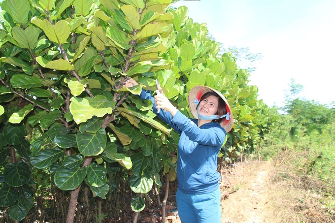 Chị Mai đang cắt, tỉa cành cây xanh tại vườn ươm cây giống.