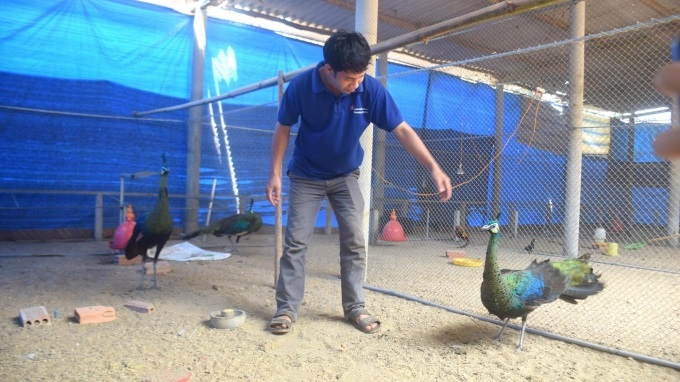 Chim trĩ, sản phẩm chăn nuôi đặc sắc của Hoài Ân sẽ được trưng bày trong Ngày hội nông sản Hoài Ân lần thứ I - 2022. Ảnh: V.Đ.T