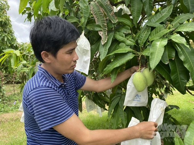 anh--le-hoang-vu-15-103016_748.jpg Toàn tỉnh Đồng Tháp có hơn 14.000ha chuyên canh trồng xoài, chiếm 33,7% tổng diện tích cây ăn trái của tỉnh. Ảnh: Lê Hoàng Vũ.