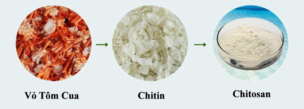 chitin và chitosan chitin và chitosan