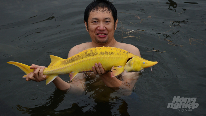 watermark_tam-vang-6-1114_20220207_814.jpg Con cá tầm có màu vàng sặc sỡ quanh năm. Ảnh: NNVN.