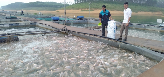 Mực nước hồ Thác Bà xuống rất thấp nên HTX thủy sản Hoàng Kim (xã Hán Đà, huyện Yên Bình) phải theo dõi tình hình sức khỏe của đàn cá rất chặt chẽ. Ảnh: Thanh Tiến.