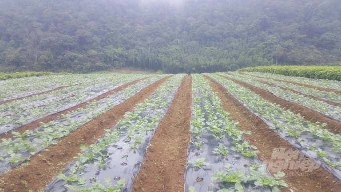 cai4-1630_20220406_637.jpeg Các hộ dân tiếp tục mở rộng diện tích trồng cải củ Hàn Quốc. Ảnh: H.Tiến.