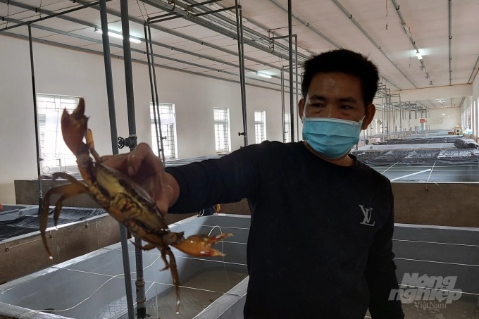 Thanh Hóa là vùng nuôi biển đầy tiềm năng nhưng lượng con giống sản xuất tại địa phương chỉ đáp ứng được một phần rất nhỏ so với nhu cầu. Ảnh: Võ Dũng.