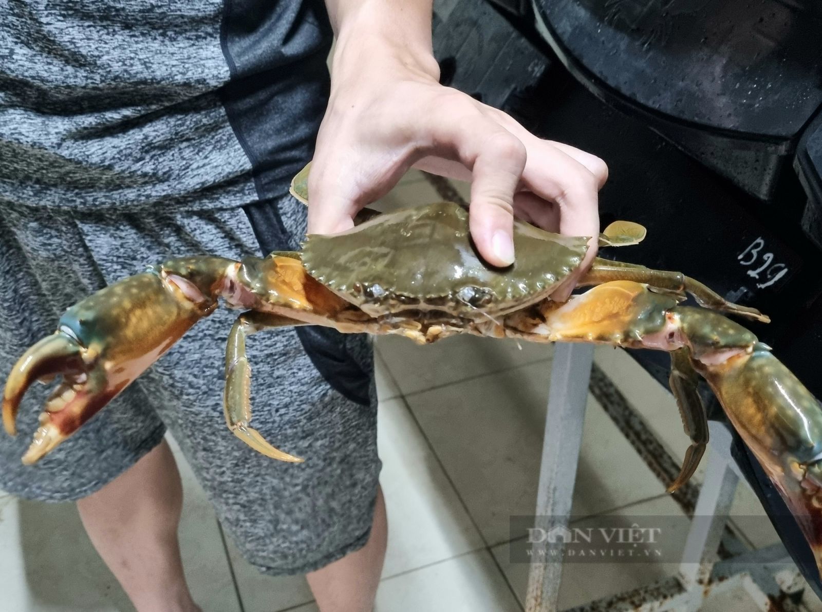 Bí quyết nuôi cua biển giữa lòng thành phố Ninh Bình - Ảnh 7.