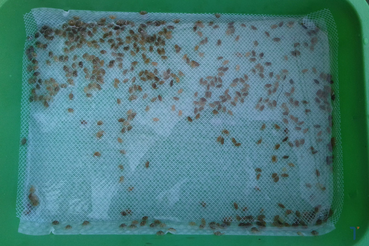 cua giống cua giống