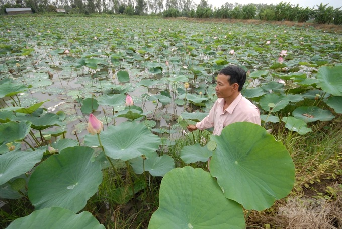 watermark_nang-tam-gia-tri-cho-cay-sen-dong-thap-vuon-xa-1430_20220830_55.jpg DSC_0091