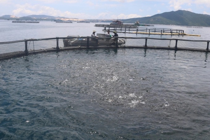 Cá được ương trong lồng tròn HDPE với tỷ lệ hao hụt thấp, trước khi xuất bán hoặc nuôi thương phẩm. Ảnh: Kim Sơ.