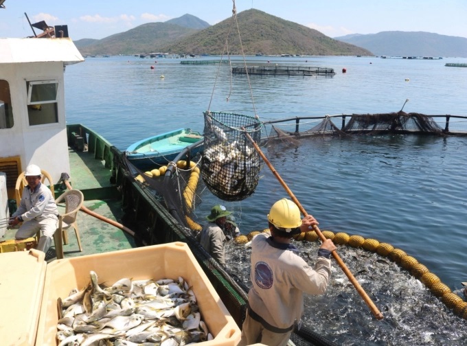 Viện Nghiên cứu Nuôi trồng thủy sản I hiện nuôi cá chim vây vàng thương phẩm quy mô công nghiệp rất thành công. Ảnh: Kim Sơ.