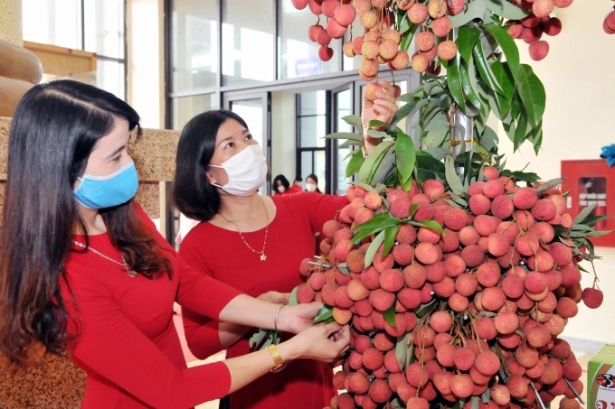 Bắc Giang đã sớm triển khai nhiều hoạt động xúc tiến thương mại cho vụ thu hoạch vải năm nay. Ảnh: TL.