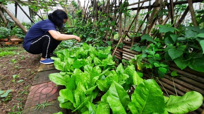 Hiện nay, đa số mô hình sản xuất nông nghiệp hữu cơ của Quảng Ninh vẫn còn nhỏ lẻ, manh mún, chưa mang tính hàng hóa lớn do khó khăn về tiêu thụ so với sản phẩm thông thường. Ảnh: Viết Cường.
