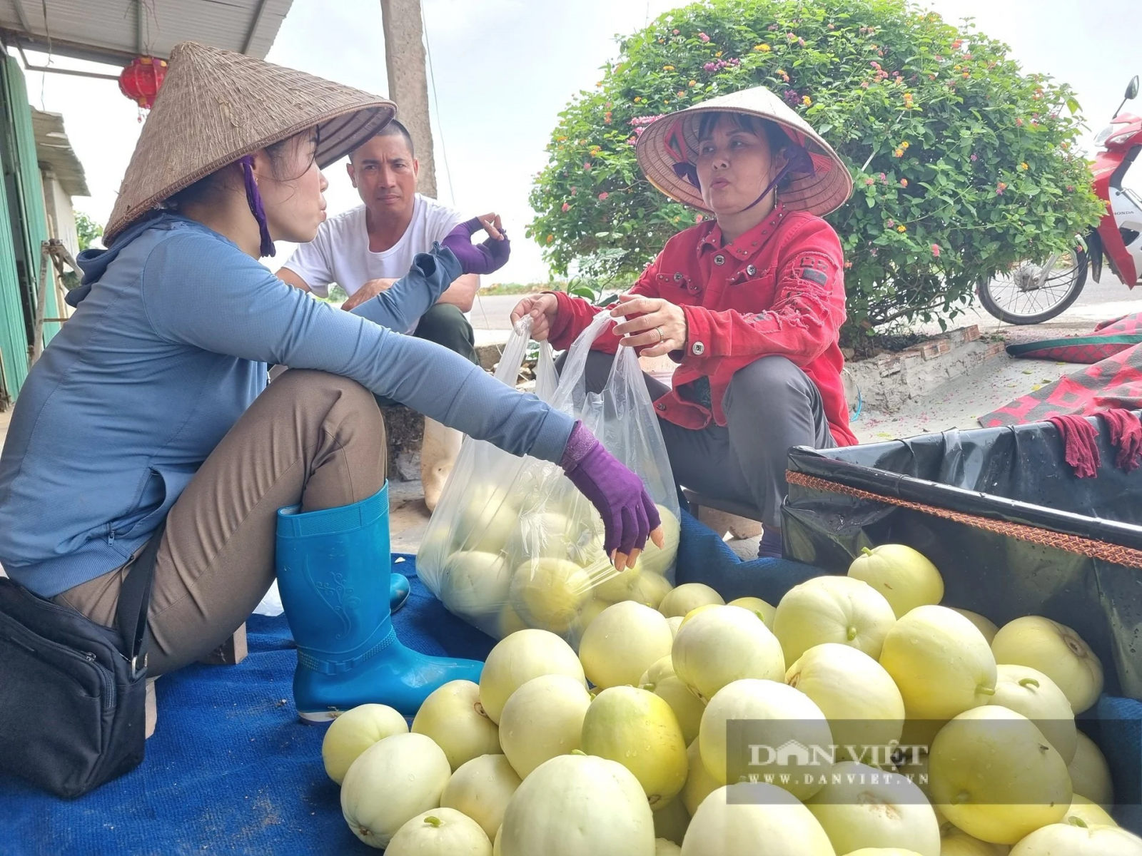 Dưa Lê