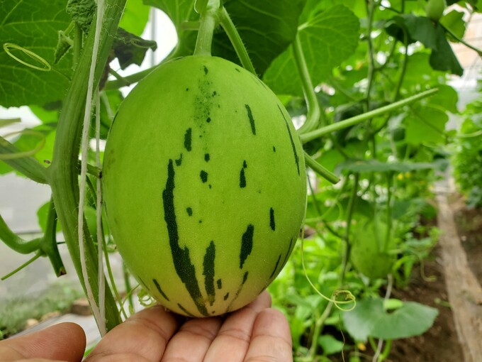 Vườn dưa được tư vấn kỹ thuật trồng từ xa nhưng quả to đều tăm tắp