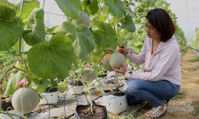 Chị Đoàn Thu Trà, Giám đốc Hợp tác xã Trường Anh kiểm tra chất lượng dưa lưới trồng trong nhà màng. Ảnh: Toán Nguyễn.