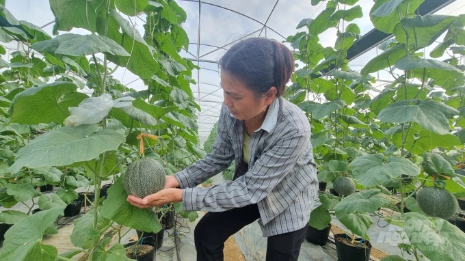 Sản phẩm dưa lưới trồng theo hướng hữu cơ trong nhà màng của HTX Trường Anh (TP Cao Bằng). Ảnh: Toán Nguyễn.