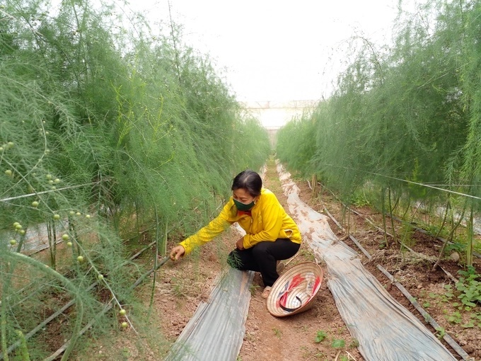 Trang trại măng tây xanh nhà anh Mạnh được trú trọng từ khâu chọn giống, chăm sóc và thu hoạch để măng có được năng suất, chất lượng tốt nhất.