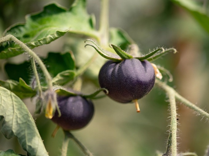 genetically-modified-p-1-150134_417.jpg Trái cà chua tím có hàm lượng anthocyanin cao hơn, kháng bệnh tốt hơn và để được lâu hơn sau khi thu hoạch. Ảnh: Apelsinskal