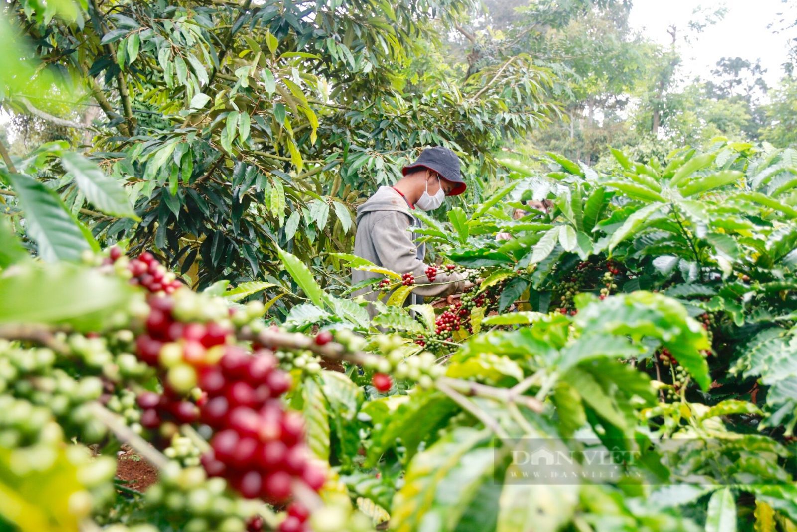 Người Nga uống 60 lít cà phê mỗi năm, bất ngờ Việt Nam là nước đứng đầu xuất khẩu cà phê vào Nga - Ảnh 3. Người Nga uống 60 lít cà phê mỗi năm, bất ngờ Việt Nam là nước đứng đầu xuất khẩu cà phê vào Nga - Ảnh 3.
