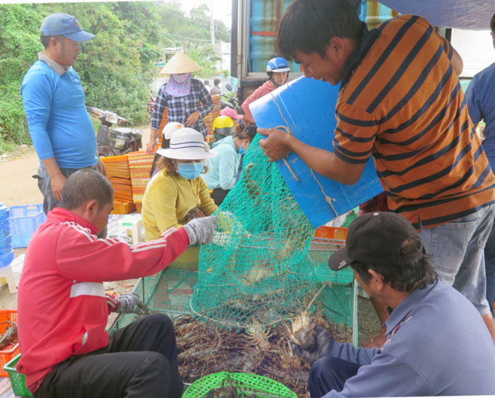 Hiện nay, tôm hùm thương phẩm nuôi ở các tỉnh Khánh Hòa và Phú Yên được thu mua với giá cao nhưng rất khan hiếm hàng.