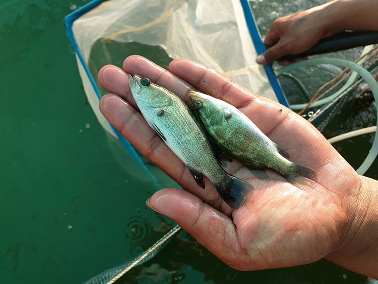 Giong cá chẽm