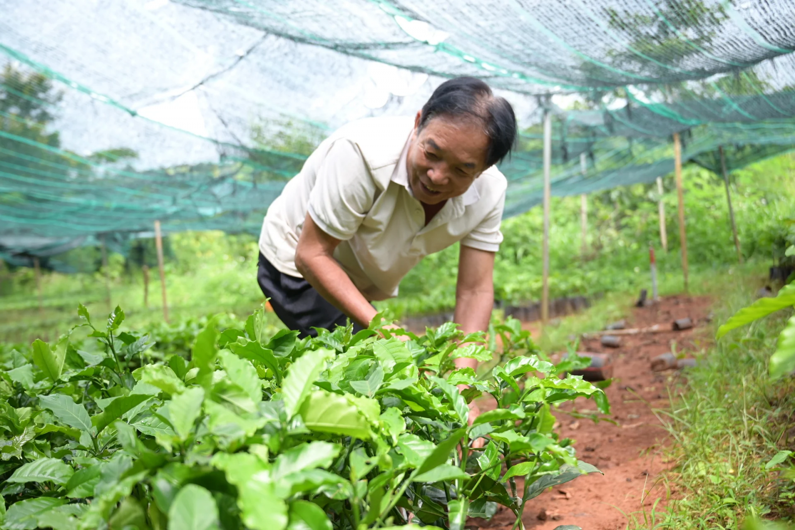 Ông Nguyễn Đăng Doanh, một nông dân trồng cà phê lâu năm tại phường Nghĩa Thành (TP Gia Nghĩa) đang chọn mua cây giống cà phê. Ảnh: Phạm Hoài.
