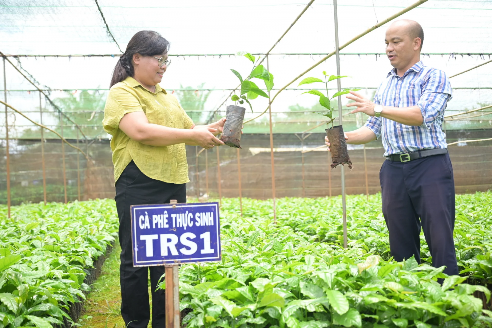 Thạc sĩ Đinh Thị Tú Oanh (trái), Trưởng bộ môn Cây công nghiệp (Viện Khoa học kỹ thuật Nông lâm nghiệp Tây Nguyên) khuyến cáo chọn giống cà phê phải đảm bảo nguồn gốc để tránh thiệt hại về sau. Ảnh: Phạm Hoài.