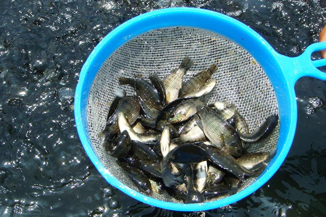 cá rô phi giống cá rô phi giống