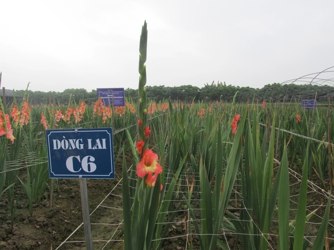 2- Dòng lay ơn C6 trong tổ hợp tạo ra giống lay ơn CF.21.03