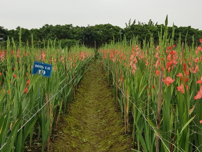 Dòng lay ơn I9 trong tổ hợp tạo ra giống lay ơn 21.04