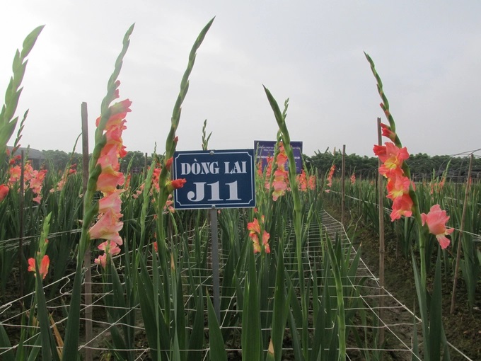 Dòng lay ơn J11 trong tổ hợp tạo ra giống lay ơn CF.21-09