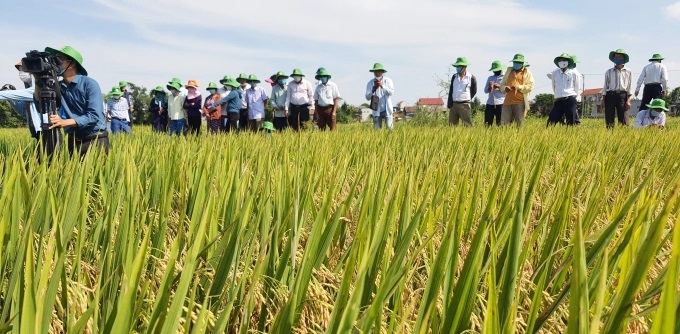 Đưa giống lúa chất lượng cao và sản xuất hữu cơ là mục tiêu của khuyến nông để nông dân có hiệu quả cao hơn trên đồng ruộng. Ảnh: T.P