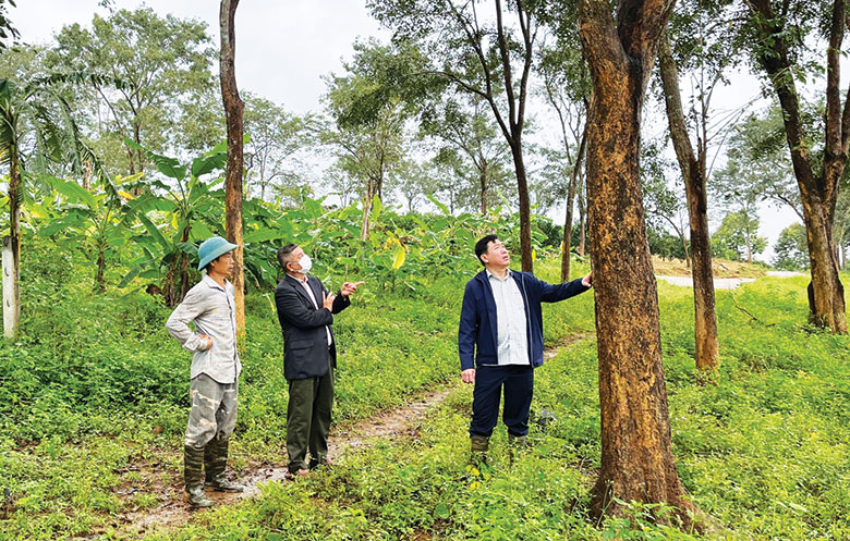 Khu rừng bạc tỷ la liệt loài cây quý của ông nông dân Phú Yên, có những cây gỗ hương vô giá - Ảnh 1.
