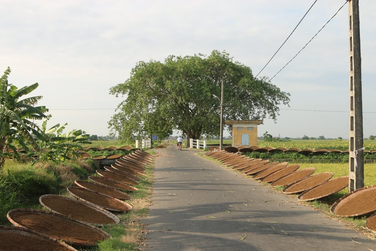 Hải Phòng có nhiều sản phẩm đặc trưng, hoàn toàn có thể giúp nông dân làm giàu nhưng chưa có doanh nghiệp đủ lớn quan tâm đầu tư. Ảnh: Đinh Mười.