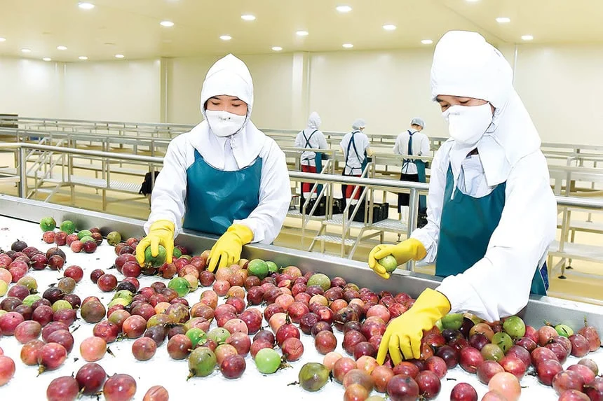 Sản phẩm chanh leo của Việt Nam được đánh giá có chất lượng cao và nhu cầu lớn tại Trung Quốc. Ảnh: BT. Sản phẩm chanh leo của Việt Nam được đánh giá có chất lượng cao và nhu cầu lớn tại Trung Quốc. Ảnh: BT.