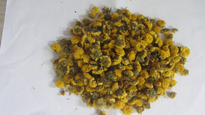 Hoa cúc chi vàng sau sấy khô