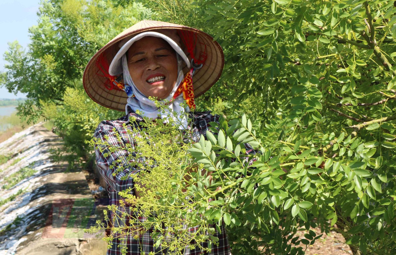 Thái Bình: Trồng thứ cây "quý như vàng" quanh bờ ao, cảnh đẹp như phim, bứt hoa bán đắt như tôm tươi - Ảnh 1. Thái Bình: Trồng thứ cây "quý như vàng" quanh bờ ao, cảnh đẹp như phim, bứt hoa bán đắt như tôm tươi - Ảnh 1.