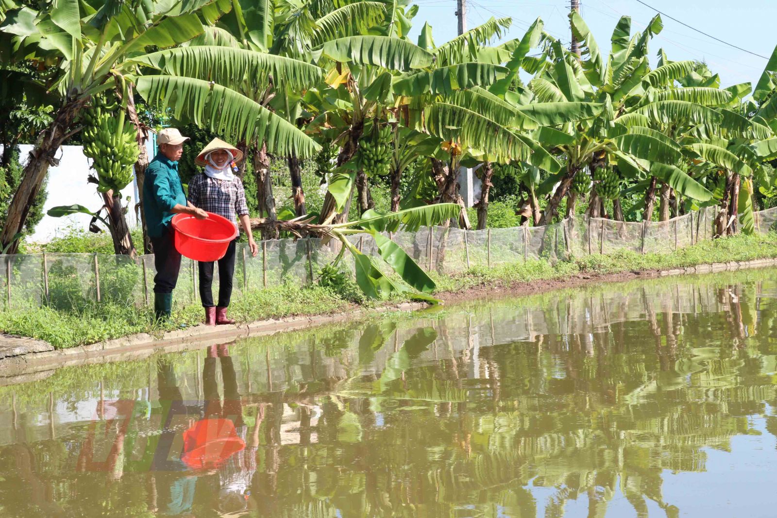 Thái Bình: Trồng thứ cây "quý như vàng" quanh bờ ao, cảnh đẹp như phim, bứt hoa bán đắt như tôm tươi - Ảnh 3. Thái Bình: Trồng thứ cây "quý như vàng" quanh bờ ao, cảnh đẹp như phim, bứt hoa bán đắt như tôm tươi - Ảnh 3.