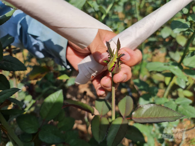 Do chủ động được kỹ thuật chăm sóc nên hoa hồng ở xã Quyết Tiến cho bông to, mã đẹp. Ảnh: Đào Thanh.