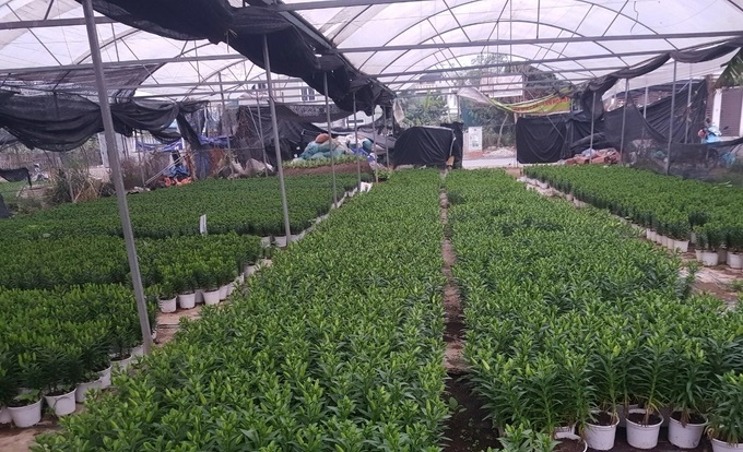 Nhà vườn trồng lily - Trịnh Tiệp