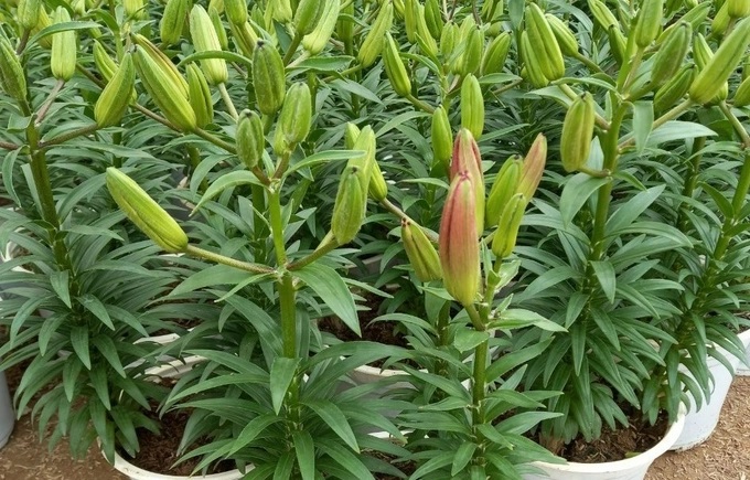 Các chậu lily đã xuất vườn