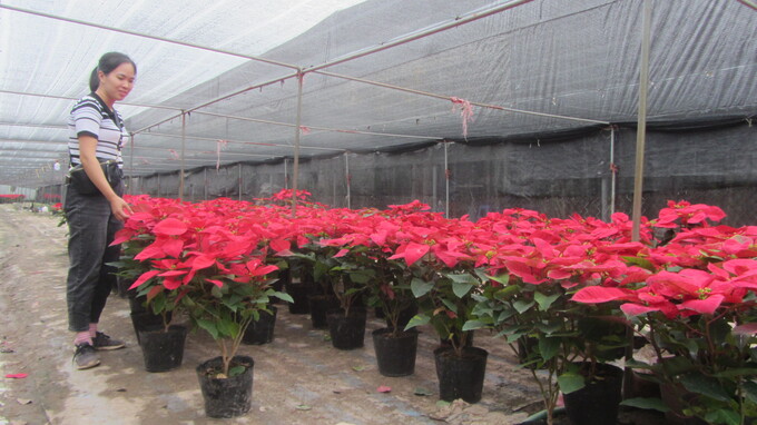 Thương lái từ Bắc Ninh đến thăm, mua hoa trạng nguyên