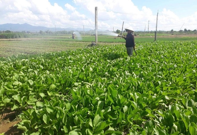 Người trồng rau ở Bình Định đã thay đổi tư duy canh tác. Ảnh: T.D.