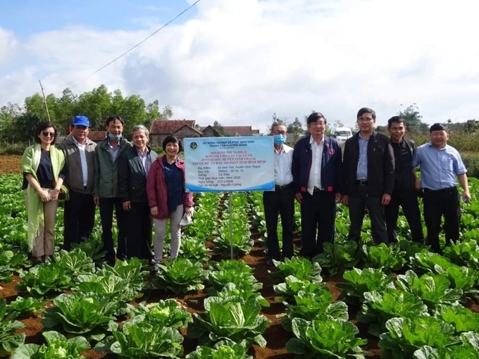 Mô hình RAT trồng cây cải thảo tại huyện Vĩnh Thạnh (Bình Định). Ảnh: T.D.